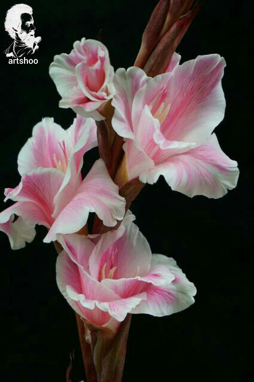 گل اورژینال رنگ روغن